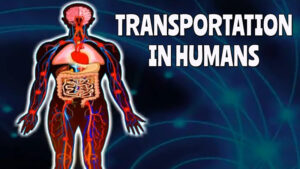 Sistem Transportasi pada Manusia